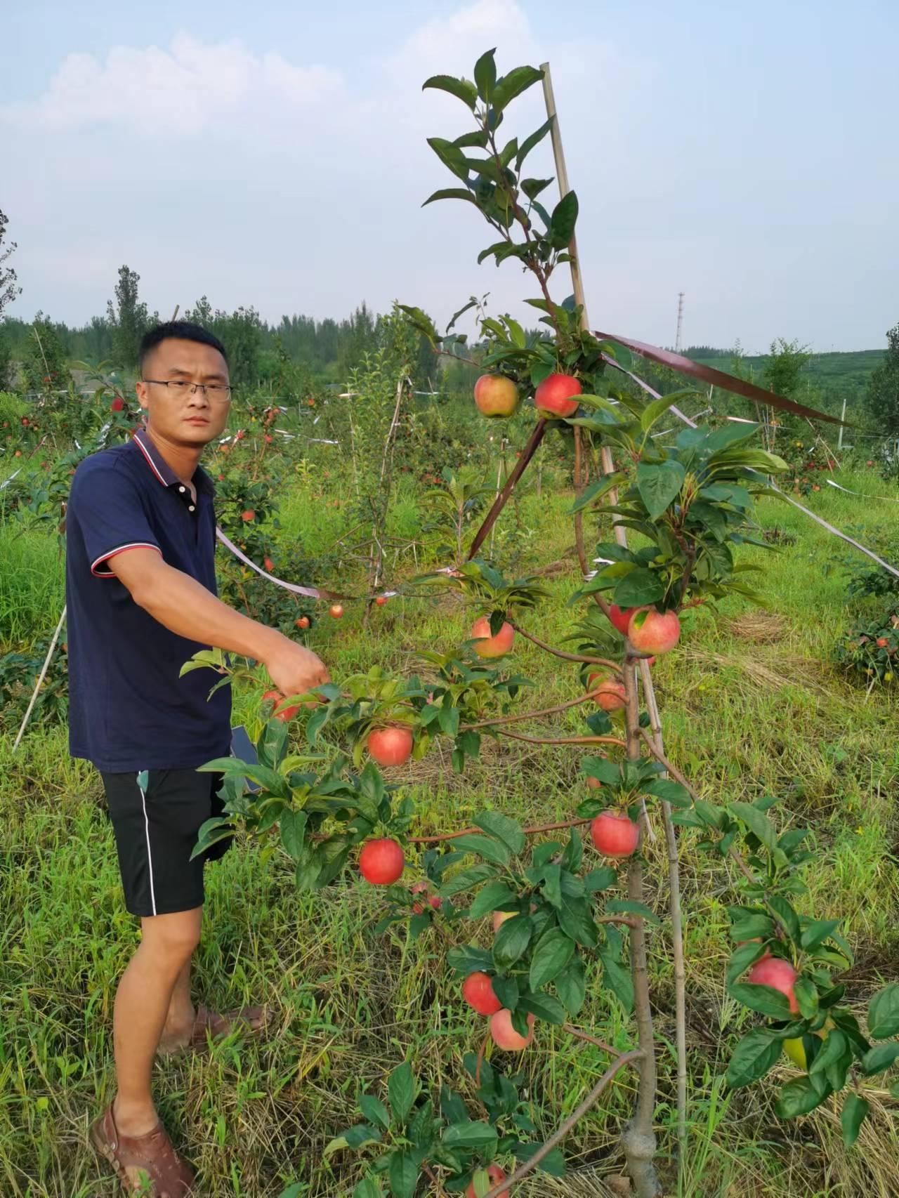 最新苹果种苗观点论述，探究其优势与发展趋势